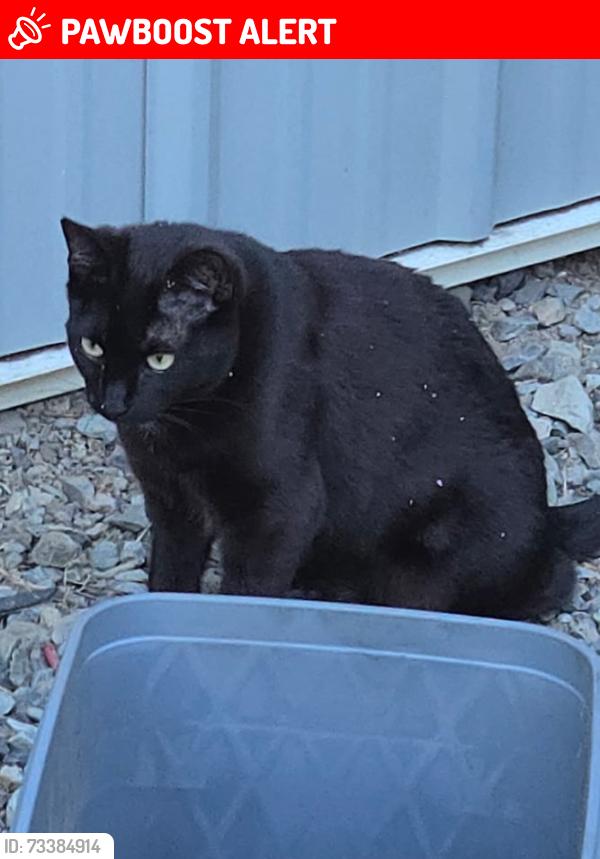 Lost Female Cat last seen 108th st ne and 115th lake stevens, Snohomish County, WA 98270