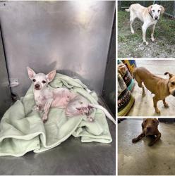 Found/Stray Unknown Dog last seen Gary Animal Control, Gary, IN 46402