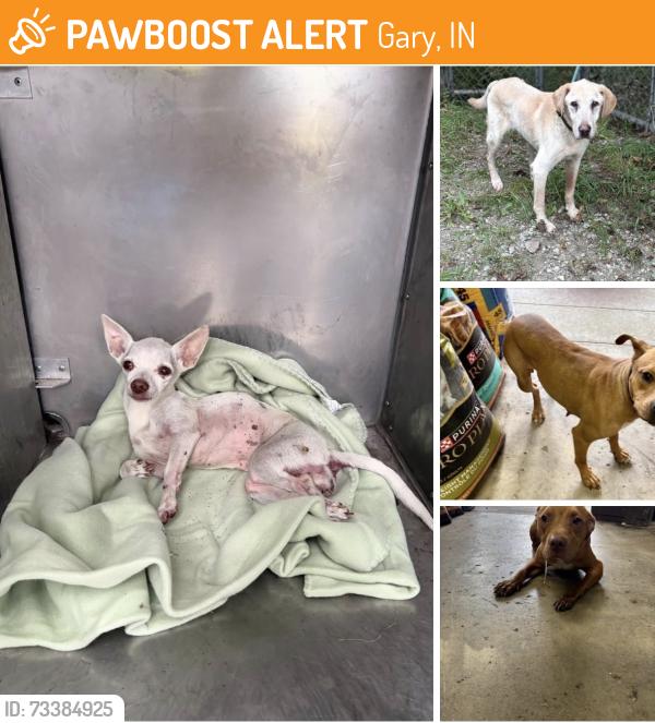 Found/Stray Unknown Dog last seen Gary Animal Control, Gary, IN 46402