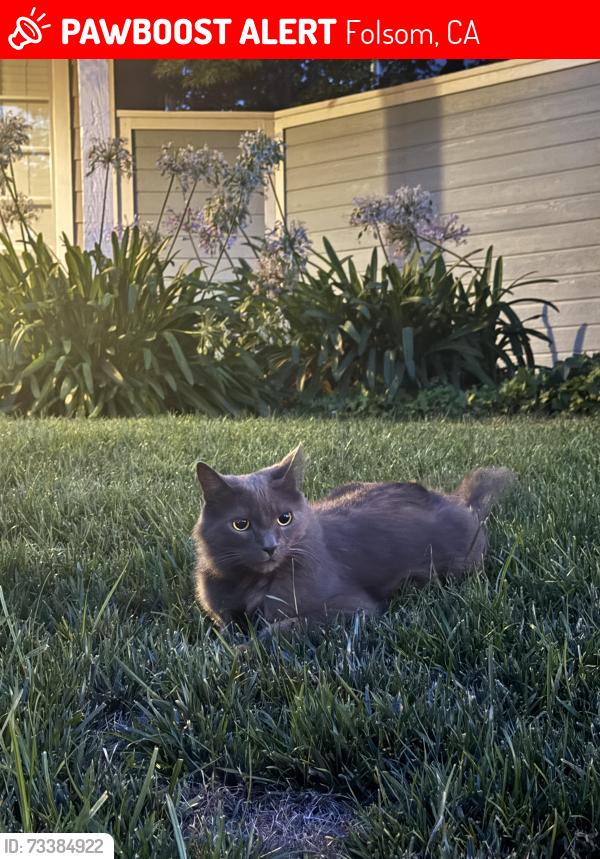 Lost Male Cat last seen Baird Ct, Mann Park, Folsom, CA 95630