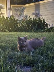 Lost Male Cat last seen Baird Ct, Mann Park, Folsom, CA 95630