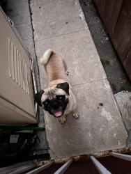 Found/Stray Male Dog last seen Avalon & 42nd St, Los Angeles, CA 90012