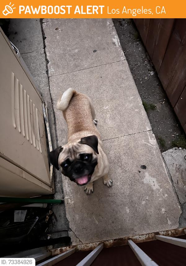 Found/Stray Male Dog last seen Avalon & 42nd St, Los Angeles, CA 90012