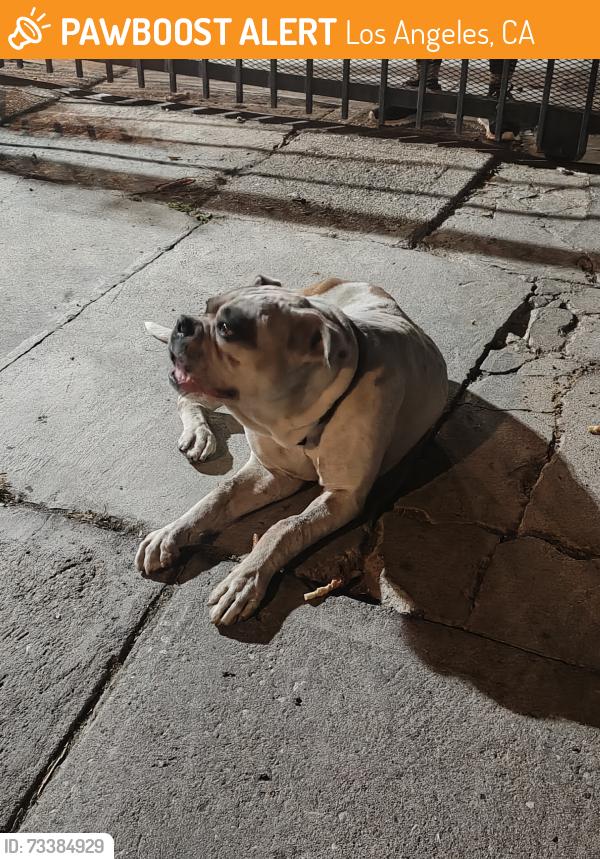 Found/Stray Male Dog last seen Near West 79th Street, Los Angeles, CA 90003