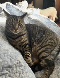 Reunited Male Cat last seen Shockley Rd., Auburn, CA 95603