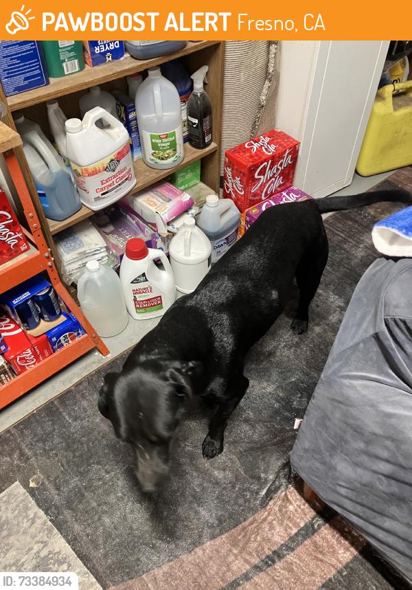 Found/Stray Unknown Dog last seen Chestnut, Fresno, CA 93720