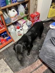 Found/Stray Unknown Dog last seen Chestnut, Fresno, CA 93720