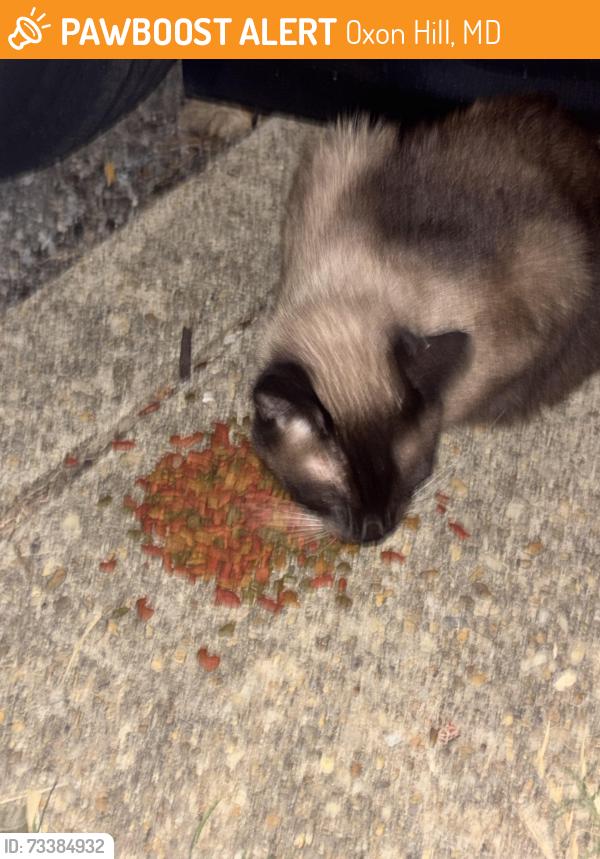 Found/Stray Unknown Cat last seen Roaming outside of apmts, Oxon Hill, MD 20745