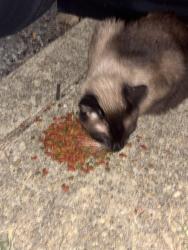 Found/Stray Unknown Cat last seen Roaming outside of apmts, Oxon Hill, MD 20745