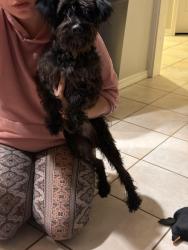 Reunited Male Dog last seen Se 136th ave & se Rhone st., Portland, OR 97236