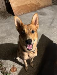 Reunited Male Dog last seen Mcloughlin and Z street, Vancouver, WA 98661