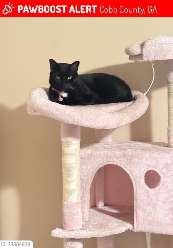 Lost Female Cat last seen high meadow dr, Cobb County, GA 30068