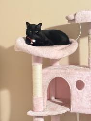 Lost Female Cat last seen high meadow dr, Cobb County, GA 30068