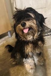 Found/Stray Male Dog last seen Summer City Drive, Houston, TX 77047