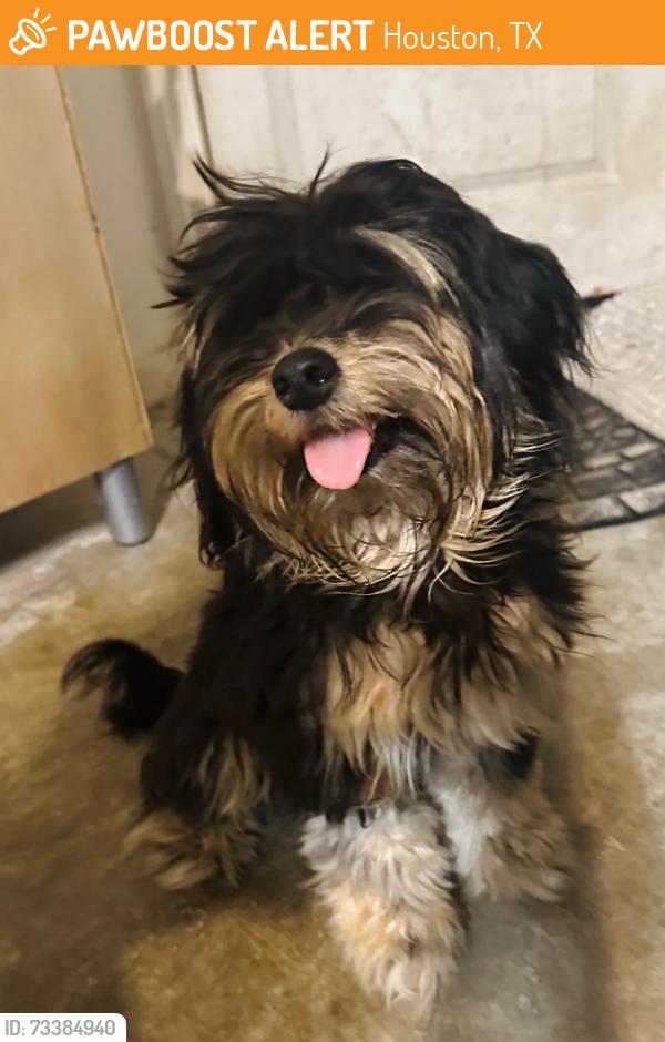 Found/Stray Male Dog last seen Summer City Drive, Houston, TX 77047