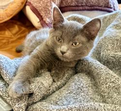 Lost Male Cat last seen Summerhill Dr, Lake Elsinore, CA 92532