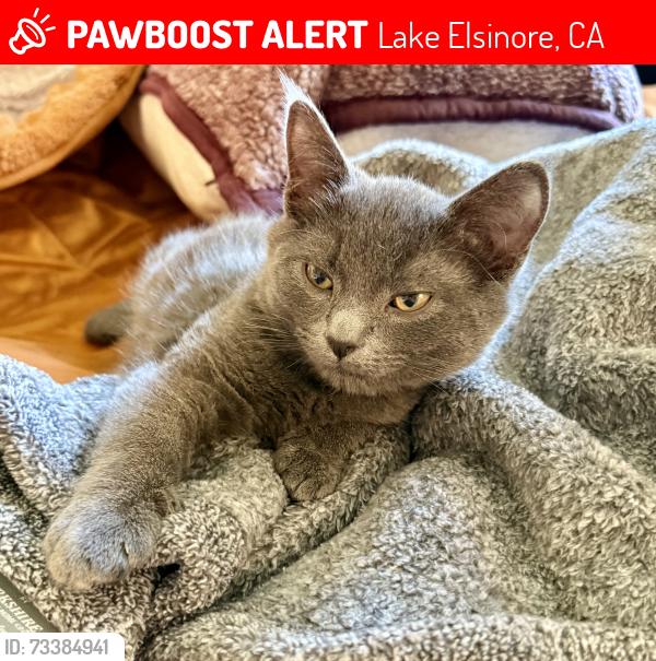 Lost Male Cat last seen Summerhill Dr, Lake Elsinore, CA 92532