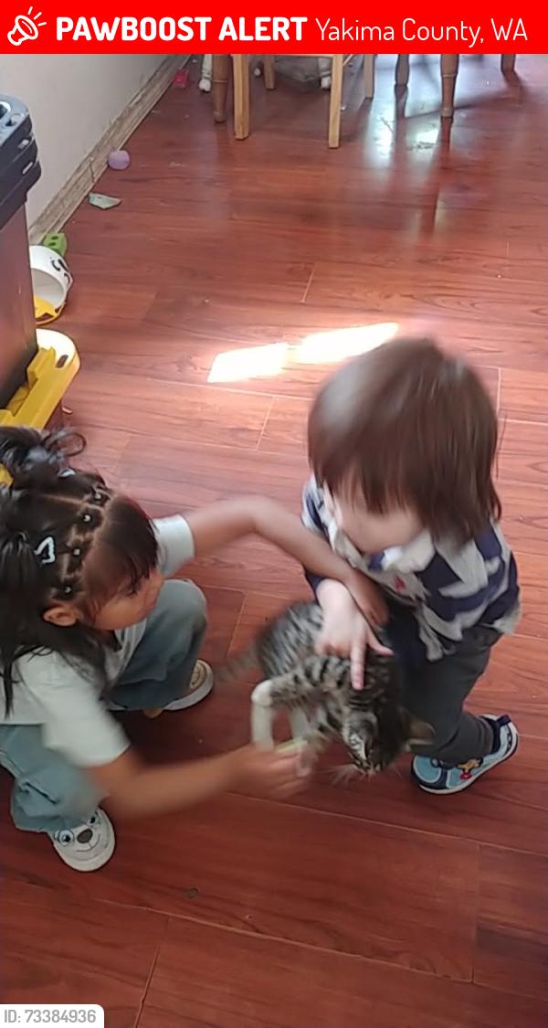 Lost Female Cat last seen Sinclair gas station, Yakima County, WA 98908