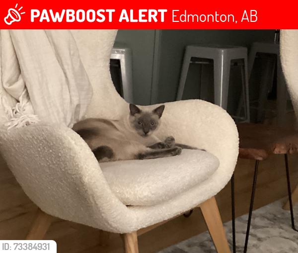 Lost Female Cat last seen Near Avenue / 121 Street, Edmonton, AB 