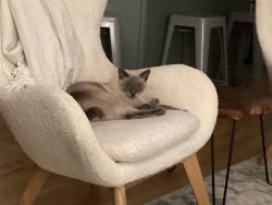 Lost Female Cat last seen Near Avenue / 121 Street, Edmonton, AB 