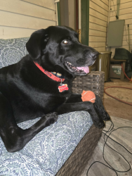 Reunited Male Dog last seen Compton lane, Martinsburg, WV 25404