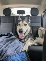 Reunited Male Dog last seen 25th Ave and Iola St, Aurora, CO 80010