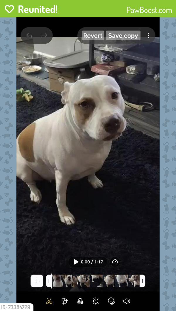 Reunited Female Dog last seen Cleveland and Oakland Pk, Columbus, OH 43224