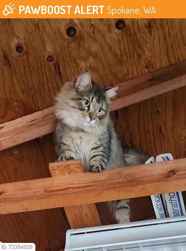 Found/Stray Female Cat last seen Assembly north of Francis, Spokane, WA 99208