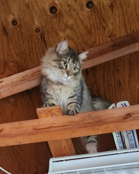 Found/Stray Female Cat last seen Assembly north of Francis, Spokane, WA 99208