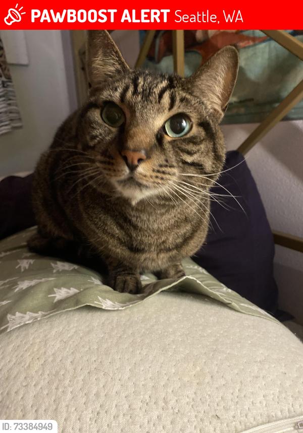 Lost Male Cat last seen Spring and 17th or union and 17th, Seattle, WA 98122