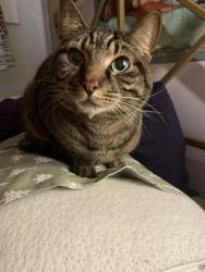 Lost Male Cat last seen Spring and 17th or union and 17th, Seattle, WA 98122