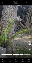Lost Female Cat last seen Behind the library off 40, Ocala, FL 34471