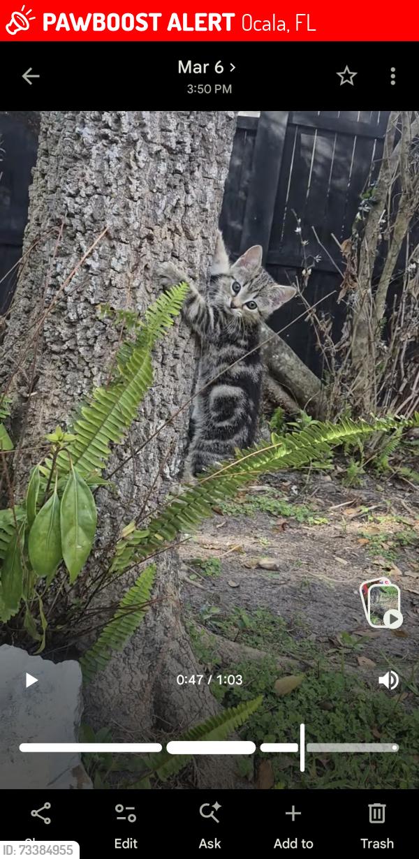 Lost Female Cat last seen Behind the library off 40, Ocala, FL 34471