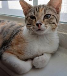 Lost Female Cat last seen Cameron, Austin, TX 78752