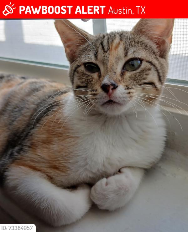Lost Female Cat last seen Cameron, Austin, TX 78752