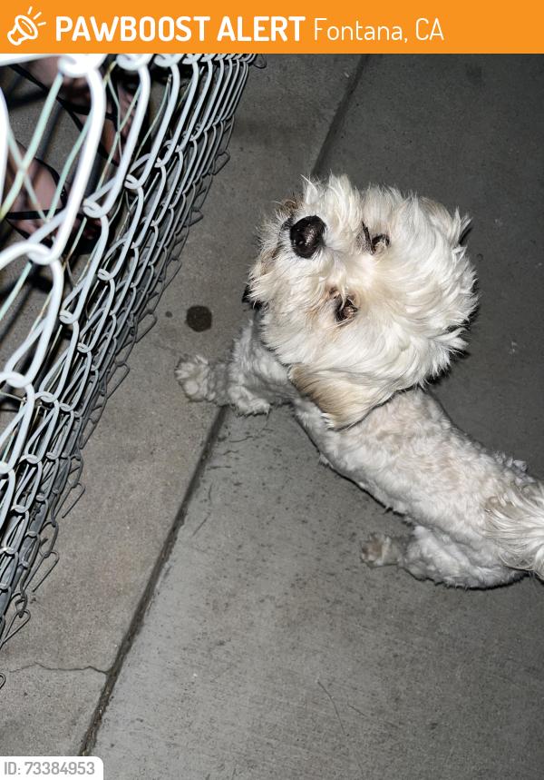 Found/Stray Male Dog last seen Tamarind and miller, Fontana, CA 92336