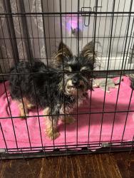 Reunited Male Dog last seen Alsbury Dr, near The Heights Church, Burleson, TX 76028