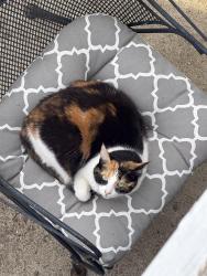 Lost Female Cat last seen Fairfax Ave, Barton Ave, and Essex Pl, Nashville, TN 37212