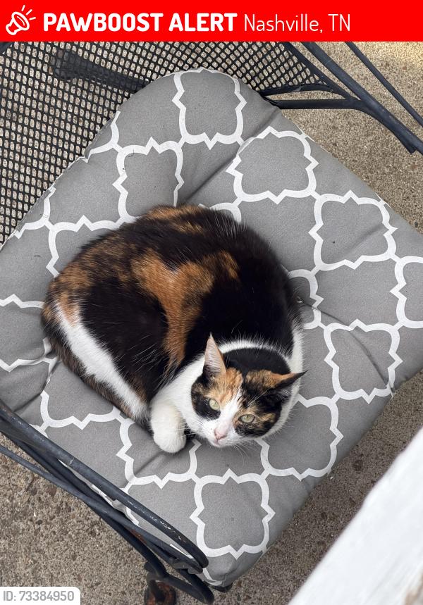 Lost Female Cat last seen Fairfax Ave, Barton Ave, and Essex Pl, Nashville, TN 37212
