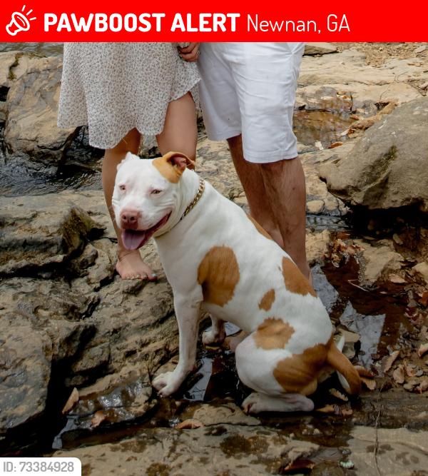 Lost Male Dog last seen Franklin Rd and Pierce Chapel Rd, Newnan, GA 30263