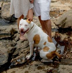 Lost Male Dog last seen Franklin Rd and Pierce Chapel Rd, Newnan, GA 30263