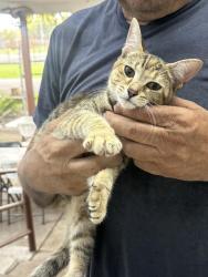 Found/Stray Female Cat last seen Near Cromwell St. 77037, Houston, TX 77037