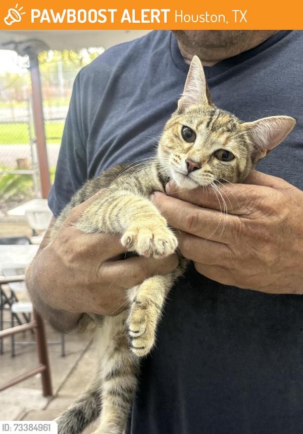 Found/Stray Female Cat last seen Near Cromwell St. 77037, Houston, TX 77037