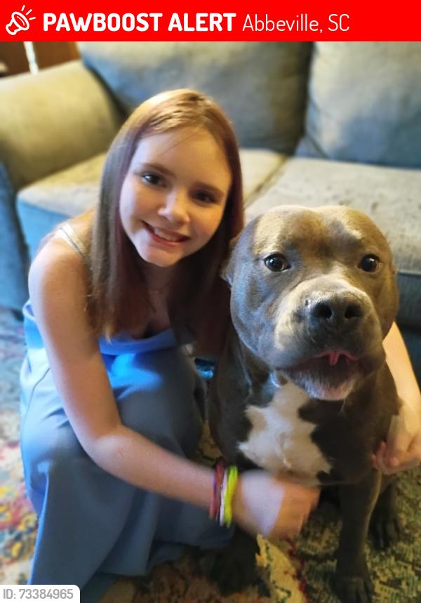 Lost Male Dog last seen Hwy71 and Hwy284, Abbeville, SC 29620