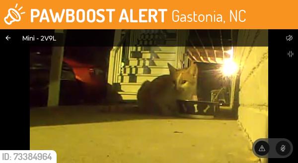 Found/Stray Unknown Cat last seen Near Oakdale st gastonia nc, Gastonia, NC 28054
