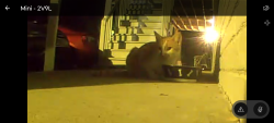 Found/Stray Unknown Cat last seen Near Oakdale st gastonia nc, Gastonia, NC 28054