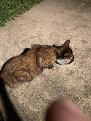 Found/Stray Female Cat last seen Walk about rd, Katy, TX 77450