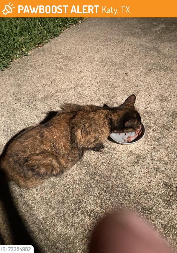 Found/Stray Female Cat last seen Walk about rd, Katy, TX 77450
