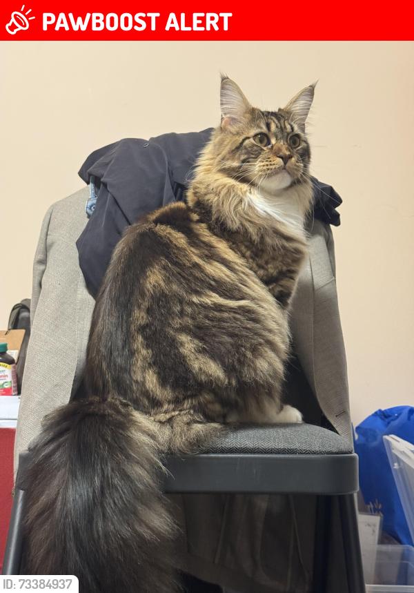 Lost Male Cat last seen Near Council Ring Road, Mississauga, ON L5L 1E8