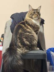 Lost Male Cat last seen Near Council Ring Road, Mississauga, ON L5L 1E8